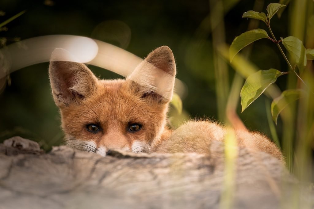 little fox, animals, nature-2093053.jpg