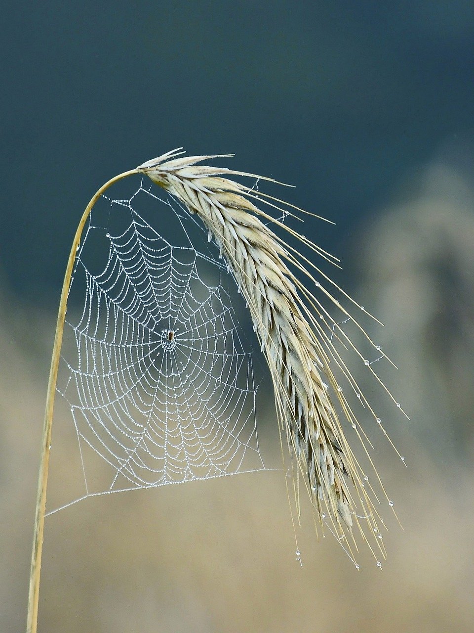 cobweb, spider, halm-5547626.jpg