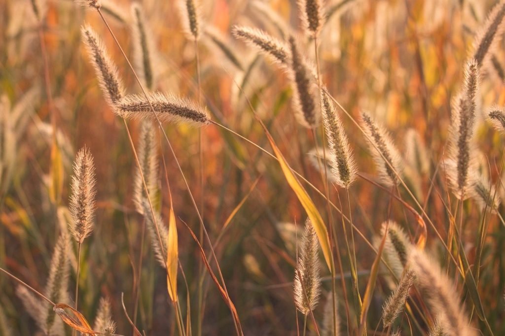 grasses, seeds, wiese-8088021.jpg