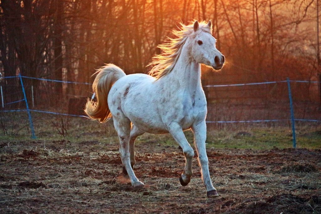 horse, gallop, paddock-2063672.jpg