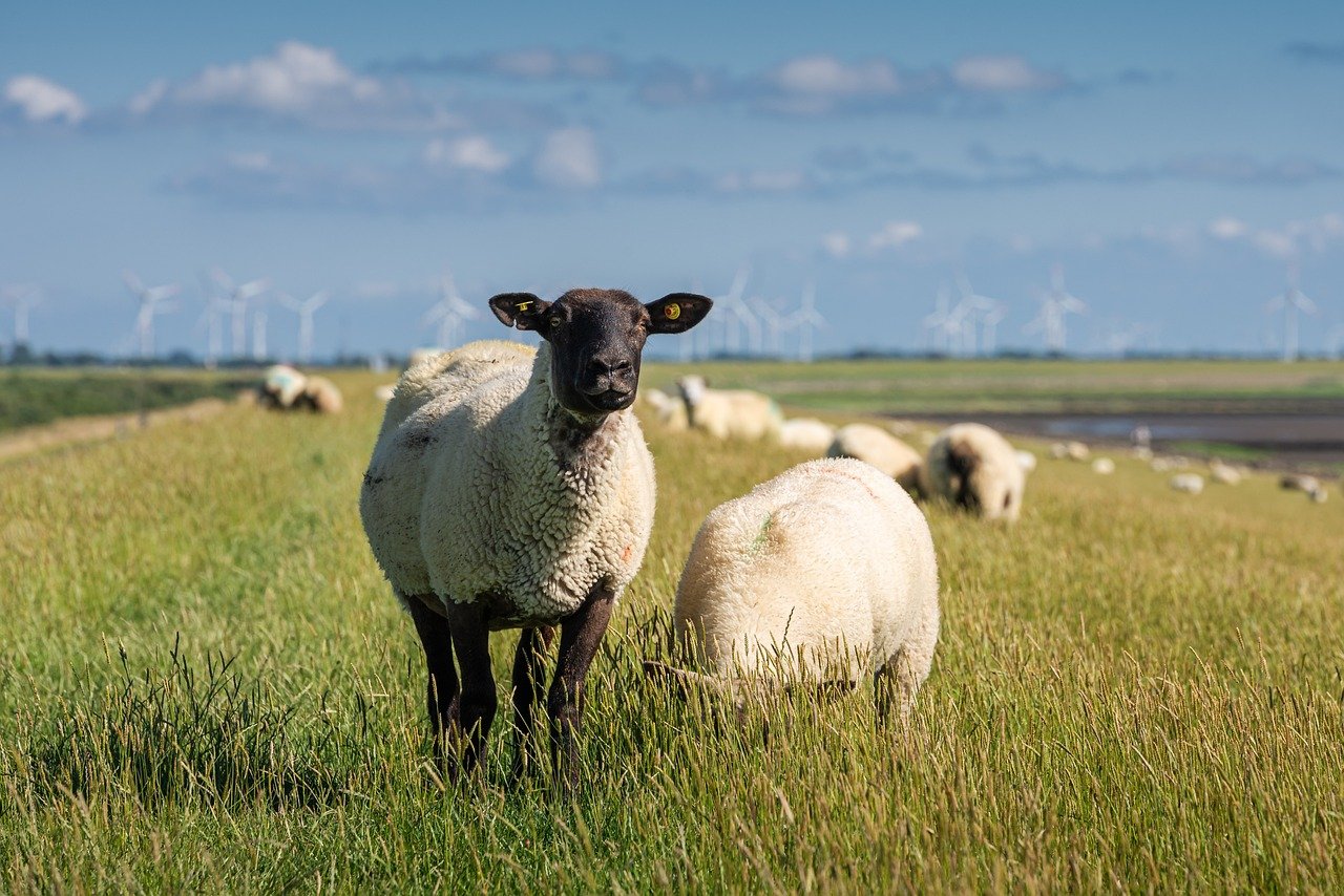 sheeps, animals, mammals-6816871.jpg