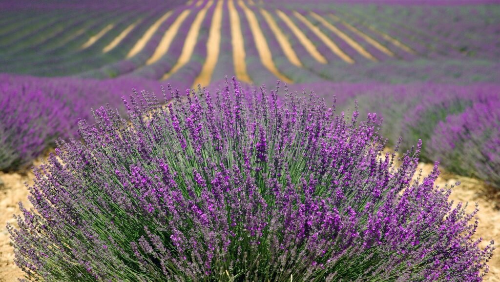 lavenders, beautiful flowers, flowers, field, farm, flower background, lavender farm, purple flowers, lavender field, french lavender, purple, nature, provence, plants, agriculture, countryside, flower wallpaper, france, herbs, landscape, rural, outdoors, flora, bushes, rows