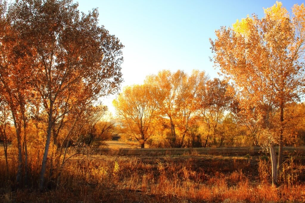 trees, forest, evening, bosque del apache, new mexico, autumn, landscape, nature, forest, new mexico, new mexico, new mexico, new mexico, new mexico, landscape, nature
